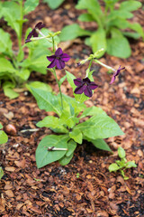 Small purple flowers on long stalks