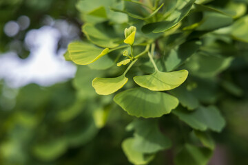 Gingko leaves, close-up
