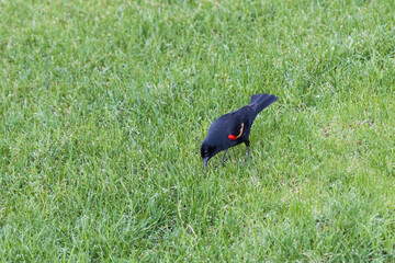 Red-winged blackbird in grass