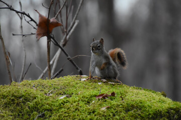 Little squirrel on its big rock in the Canadian forest in Quebec
