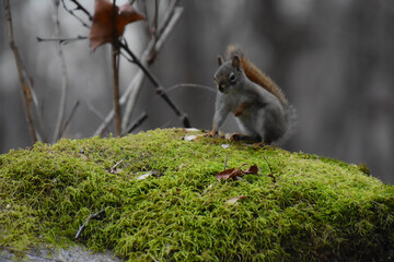 Little squirrel on its big rock in the Canadian forest in Quebec
