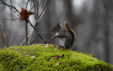 Little squirrel on its big rock in the Canadian forest in Quebec