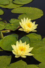 Obraz na płótnie Canvas Lily pads with yellow water lilies