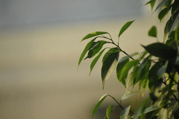 Green leaves ficus background. Ficus Benjamin.