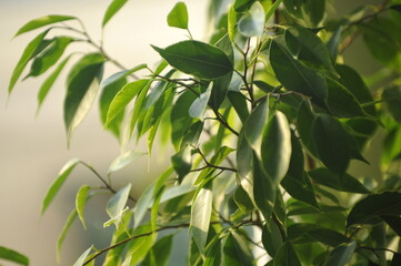green leaves background. Ficus Benjamin.