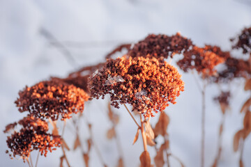 Bush of dry grass on background of snow. Close-up of dried grass inflorescences covered with snow, somewhere in forest in winter, snow background, winter landscape.