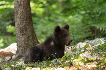 Fototapeta na wymiar Brown bear in the forest. Family of bear in Slovenia. European wildlife. 