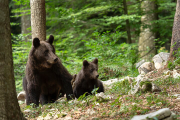 Obraz na płótnie Canvas Brown bear in the forest. Family of bear in Slovenia. European wildlife. 