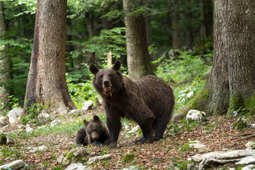 Brown bear in the forest. Family of bear in Slovenia. European wildlife. 