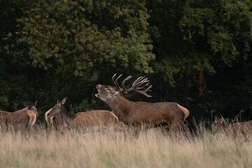 Naklejka na ściany i meble Red deer roaring in the meadow. Deer during rutting time. European wildlife.