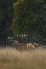 Red deer roaring in the meadow. Deer during rutting time. European wildlife.