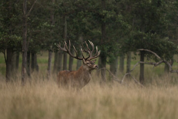 Fototapety  Red deer roaring in the meadow. Deer during rutting time. European wildlife.