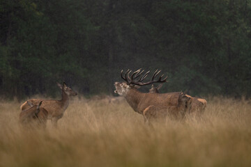 Red deer roaring in the meadow. Deer during rutting time. European wildlife.