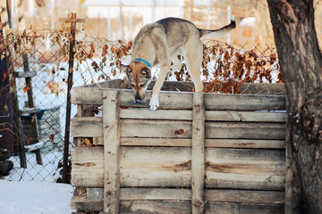 Dog plays in backyard in winter. Big dog in blue collar stands on wooden shed, winter landscape.