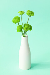 Vase with green chrysanthemum flowers on color background