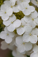 Fototapeta na wymiar White hydrangea close-up 