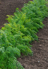 Row of Carrots