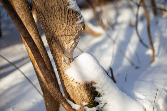 Close-up Of Tree Trunk. Trunk Of Young Deciduous Tree With Beaver Teeth Marks And Covered With Snow After Heavy Snowstorm.