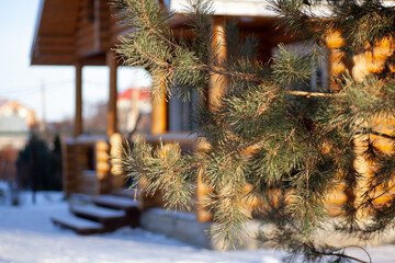Close-up of spruce branch. Wooden house made of beams with porch and staircase covered with snow...
