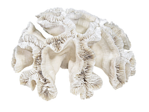Fossilized Coral Platygyra Daedalea (Latin Name), Consisting of Thin Plates. Can Serve as a Decoration for Any Collection. Cut On White Background