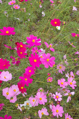 秋桜畑・コスモス