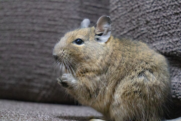 【ペット】デグー【小動物】