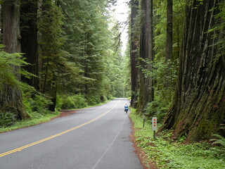 Fototapeta premium Bicyclist in the redwoods