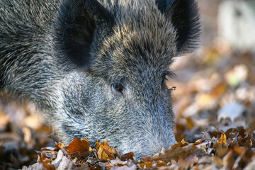 Male boar in an autumn forest looks for acorns in a fallen leaf