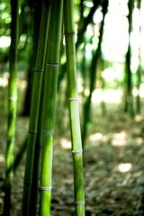 Fototapeta na wymiar Close-Up of Bamboo Stem