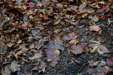 紅葉と霧にまみれた湖