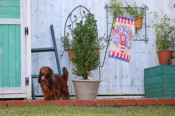 ダックスフンドと庭
