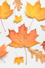 Maple and oak autumn leaves on light background