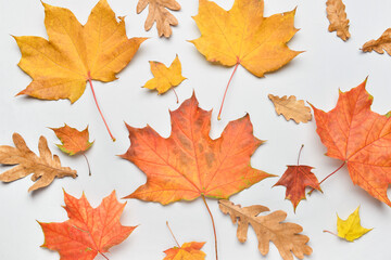 Naklejka na ściany i meble Maple and oak autumn leaves on light background