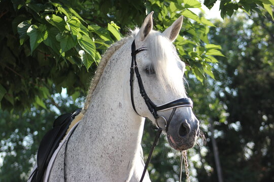 Spanish Horse - Andalusian Horse - Pura Raza Española