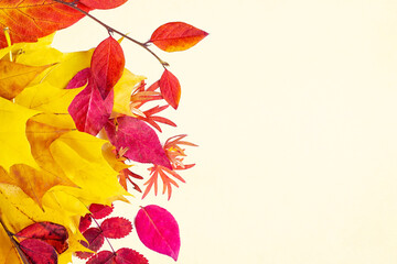 Bright colorful red, pink, orange and yellow autumn tree branches with leaves on light beige background. Fall season natural decoration with copy space.