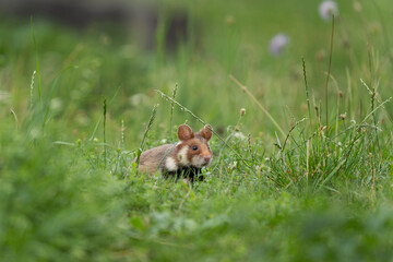 European hamster in the Viennas cemetery. Hamster looking for food. European wildlife. 
