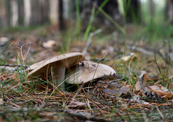 Close-up of beautiful and strong conditionally edible Tricholoma mushrooms with grayish caps in a forest clearing covered with old brown-yellow pine needles on a summer day.