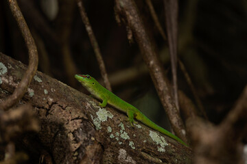Endemic lizard from Mauritius. Rare Madagascar giant day gecko.  Phelsuma grandis hiding in the branches. 