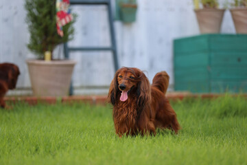 ダックスフンドと庭
