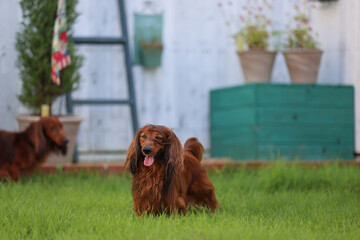 ダックスフンドと庭
