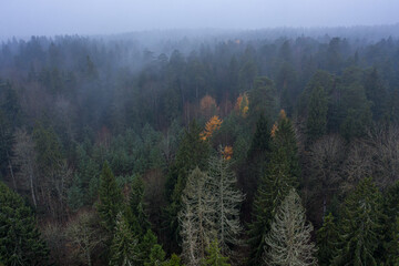 Aerial view of foggy coniferous forest in autumn