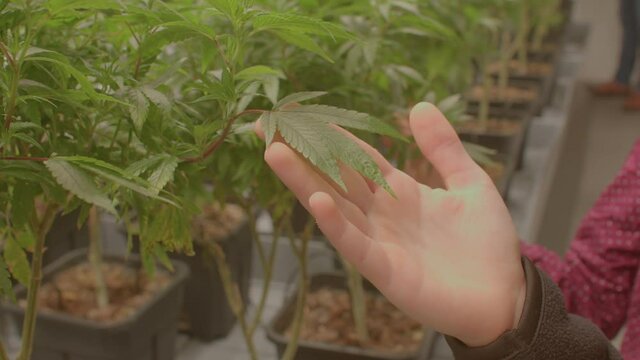Close-up of a child's palm with a growing cannabis leaf during a school trip to a hemp farm. Indoor cannabis cultivation is a rewarding endeavor that basically can be done in any climate.