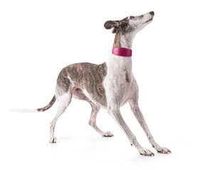 Obraz premium Galga espanol in studio