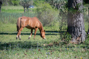 Caballo pastando en un dia de calor