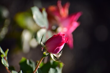 a rose in the summer garden