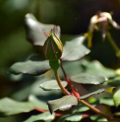 a rose in the summer garden