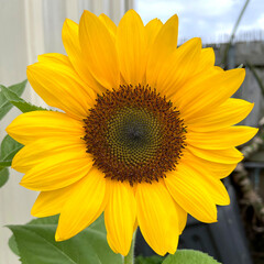 Sunflower Bloom with a Beautiful Center Head