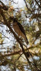 Aguila apostada en las ramas del arbol con un cielo celeste