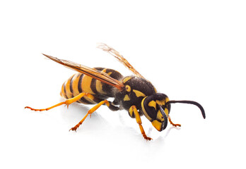 Vespula germanica in studio