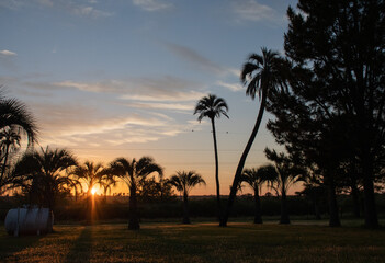 Fototapeta na wymiar Sunrise between palm trees in Entre Rios